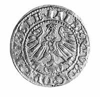 szeląg 1560, Królewiec, j.w., Bahr. 1228, Neumann 48.