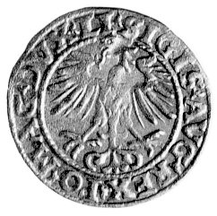 półgrosz 1554, Wilno, Kurp. 681 R4, Gum. 598, T. 12, bardzo rzadka moneta.