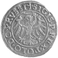 szeląg 1538, Elbląg, Kurp. 578 R, Gum. 581, wyjątkowo pięknie zachowana moneta z bardzo ładnym lus..