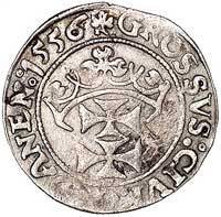 grosz 1556, Gdańsk, Kurp. 945 R3, Gum. 642, T. 4, moneta rzadka i ładnie zachowana
