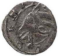 Konrad V i Konrad VII 1416/21-1439, halerz miejs