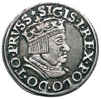 trojak 1536, Gdańsk, odmiana napisu PRVSS, Kurp. 498 R1, Gum. 569, patyna