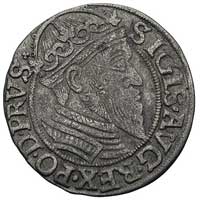 grosz 1557, Gdańsk, późniejszy typ z dużą głową króla i z lilijką przedzielającą napis na rewersie..