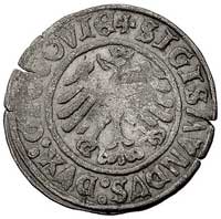 grosz 1506, Głogów, Kurp. 4 (R2), Gum. 474, moneta wybita przez królewicza Zygmunta księcia głogow..