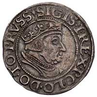 grosz 1537, Gdańsk, korona królewska bez krzyżyka i napis PRVSS, Kurp. 474 (R), Gum. 563, patyna