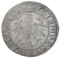 grosz 1536, Wilno, odmiana z literą F pod Pogoni
