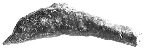 OLBIA, mały brąz w kształcie delfina, Sear 1684.