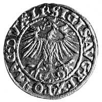 półgrosz 1554, Wilno, j.w. Kop. IIw. 11., -RR-, 