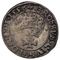 grosz 1556, Gdańsk, ciekawa odmiana napisu SIGIS