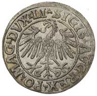 półgrosz 1546, Wilno, na awersie Orzeł młodszego