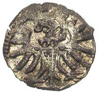 denar 1555, Elbląg, T. 7,
