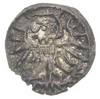 denar 1556, Elbląg, T. 7, ciemna patyna