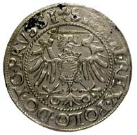 grosz 1540, Elbląg, na awersie końcówka napisu P
