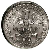 5 złotych 1960, Warszawa, Parchimowicz 220 c, moneta wybita niecentrycznie