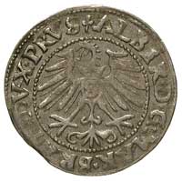 grosz 1547, Królewiec, Bahr. 1204, Neumann 47