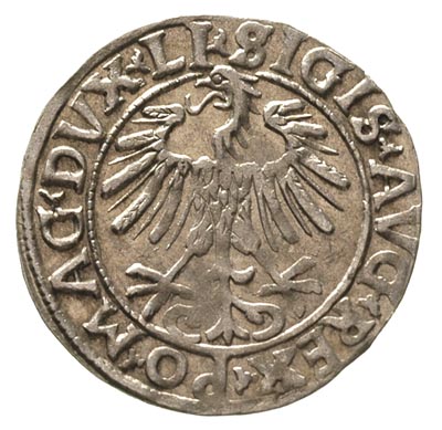 półgrosz 1556, Wilno, napisy LI / LITVA, Ivanaus
