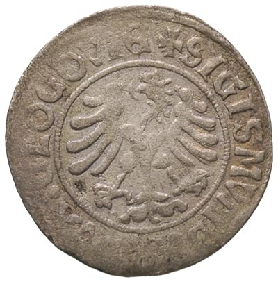 grosz bez daty, Głogów, punca kolekcjonerska XS (Ksawery Segno), moneta królewicza Zygmunta jako księcia głogowskiego