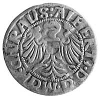 grosz 1520, Królewiec, Aw: j.w., Rw: j.w., Kop.I.8a -RR-, Voss.1139