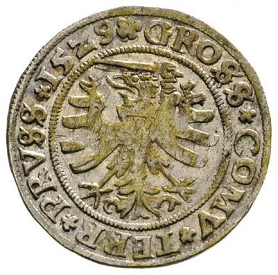 grosz 1529, Toruń, bardzo ładny