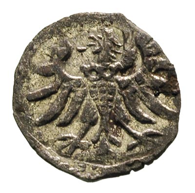 denar 1555, Gdańsk, T.8, rzadki, patyna