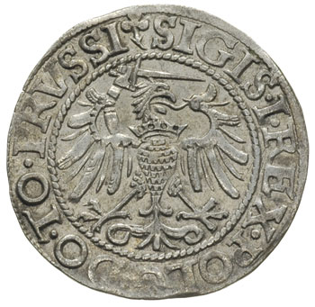 grosz 1540, Elbląg, ładny