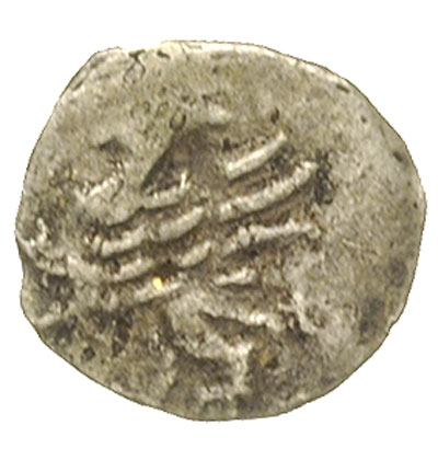 denar XIV/XV w., Aw: Na tle krzyża okrąg z kulką w środku, Rw: Gryf w lewo, 0.26 g, Dbg. 339a, niecentryczny