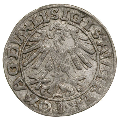 półgrosz 1557, Wilno, odmiana z treflem na awers