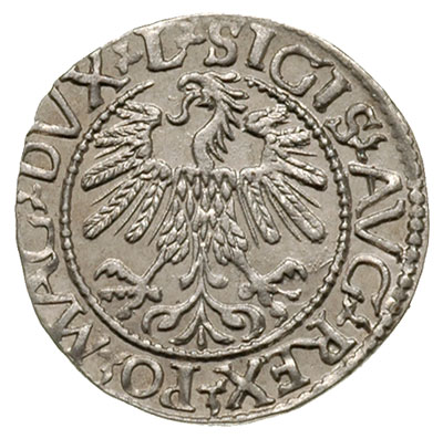 półgrosz 1560, Wilno, Ivanauskas 4SA95-24, piękny egzemplarz