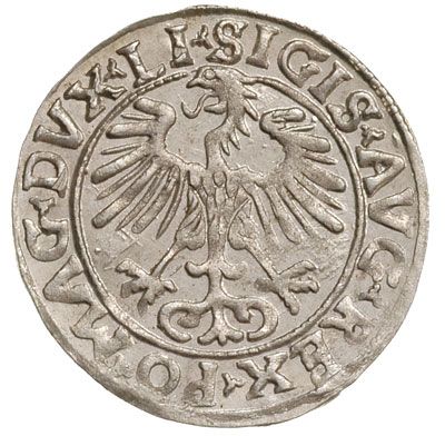 półgrosz 1556, Wilno, Ivanauskas 4SA59-16, bardz