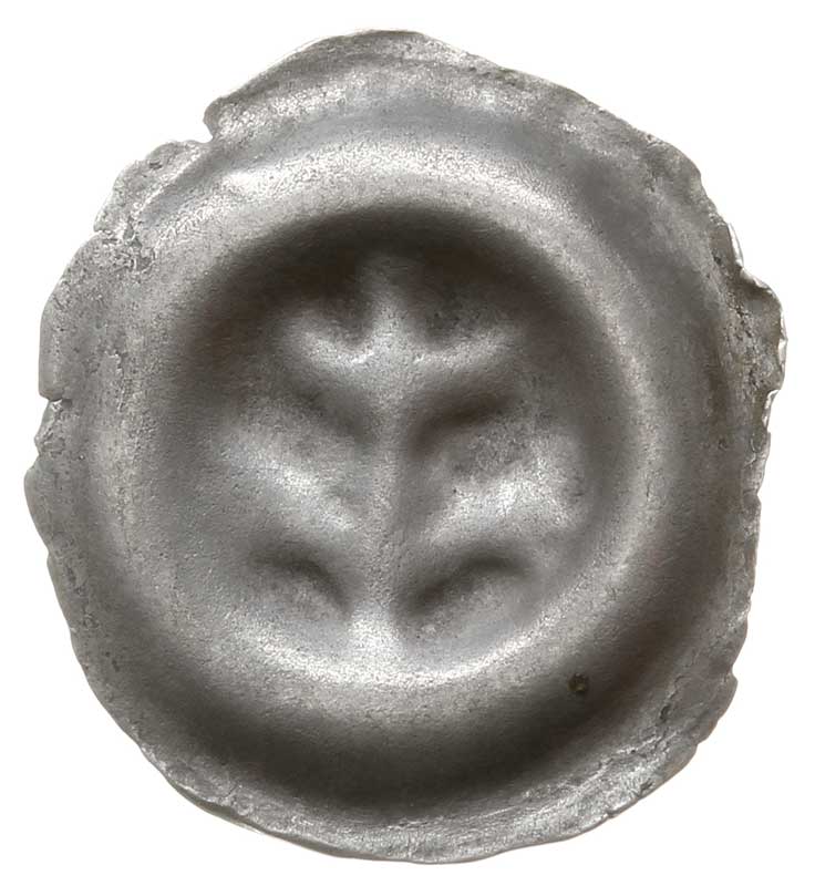 brakteat guziczkowy, koniec XIII w., Roślina o trzech prostych liściach u góry i dwóch rozchylonych u dołu, Wieleń 83, srebro 0.30 g