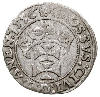 grosz 1556, Gdańsk, odmiana z końcówką napisu PRVSSI, T. 4, rzadki