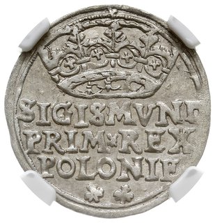 grosz 1546, Kraków, napis w trzech wierszach i u dołu dwa trójlistki, PN.13-Dut.19 (R4), rzadszy wariant, moneta w pudełku NGC z certyfikatem AU55, ładnie zachowana