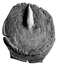 kopiejka (?) bita w latach 1401-1430, Aw: Włócznia, Rw: Kolumny