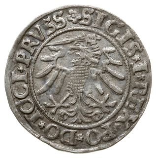grosz 1533, Elbląg; na awersie końcówka napisu .