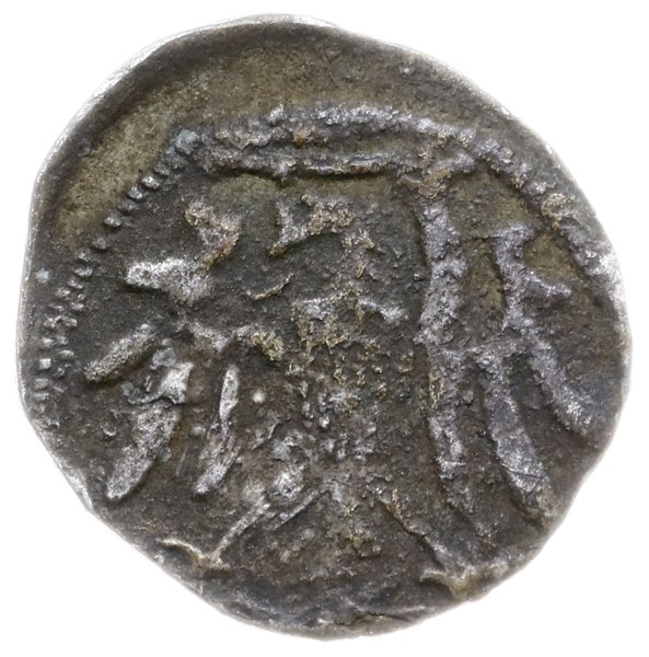 denar 1545, Elbląg