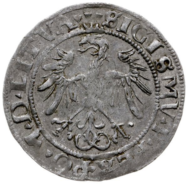 grosz 1536, Wilno; odmiana z literą F pod Pogoni