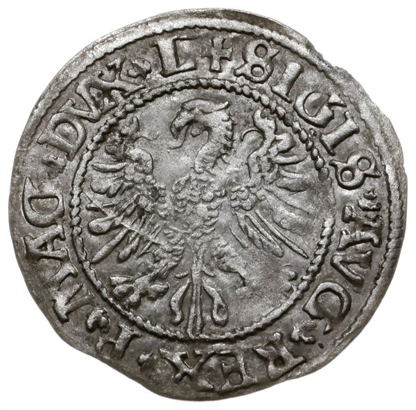 półgrosz 1545, Wilno; odmiana z tytulaturą króla