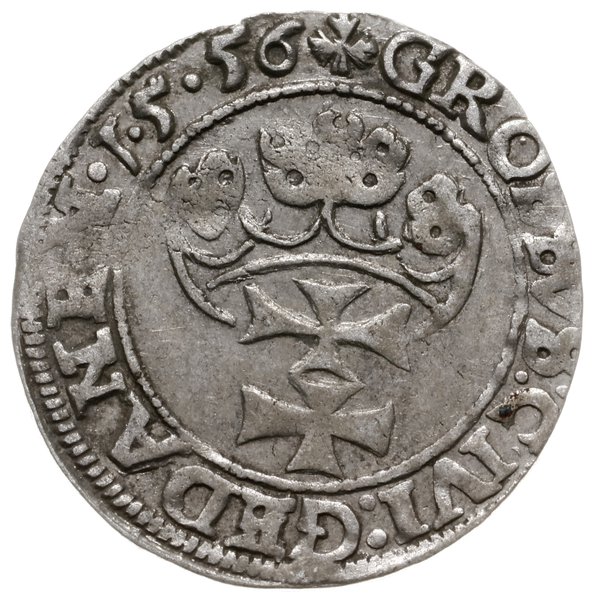 grosz 1556, Gdańsk; duża głowa króla z rozdwojon