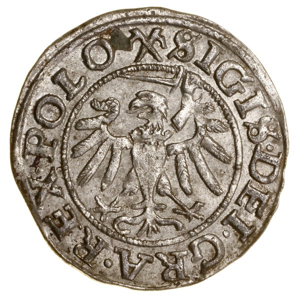 Szeląg, 1539, Gdańsk; w legendzie awersu POLO, n