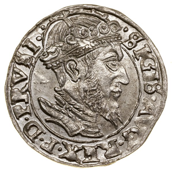 Grosz, 1556, Gdańsk; duża głowa króla z brodą po