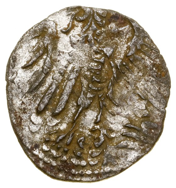 Denar, 1559, Królewiec