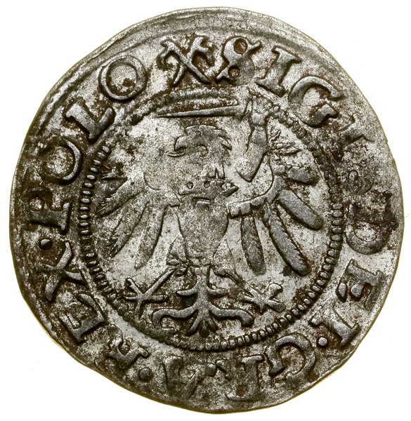 Szeląg, 1539, Gdańsk