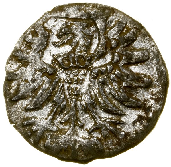 Denar, 1556, Elbląg