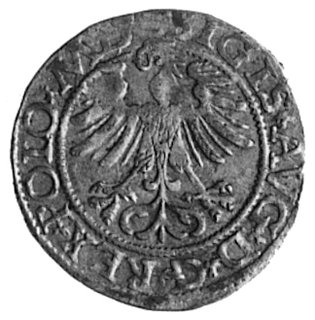 półgrosz 1565, Wilno, j.w., Kop.IIw.22a -rr-, Gum.606 R, T.8, odmiana bez herbu Topór, moneta rzadko spotykanaw handlu