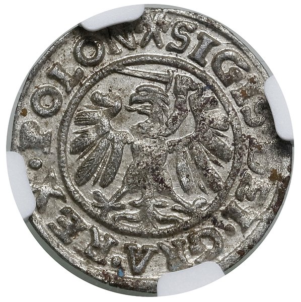 Szeląg, 1539, Gdańsk