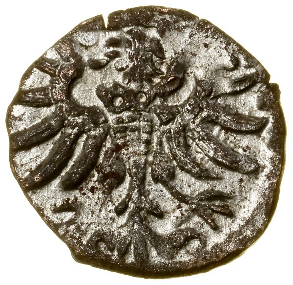 Denar, 1555, Gdańsk