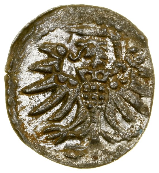 Denar, 1555, Elbląg