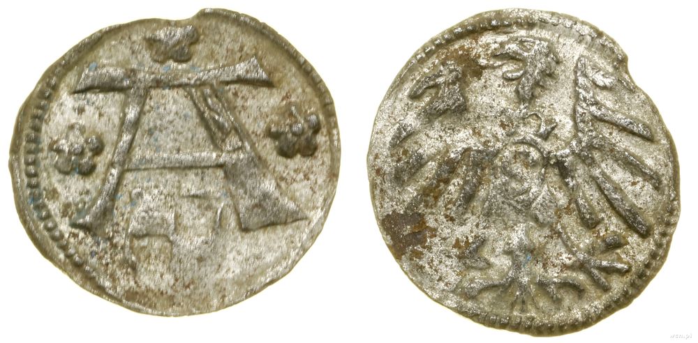 Prusy Książęce (1525–1657), denar, bez daty