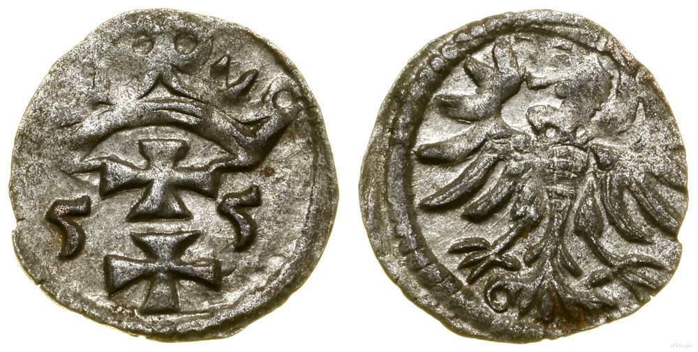 Polska, denar, 1555
