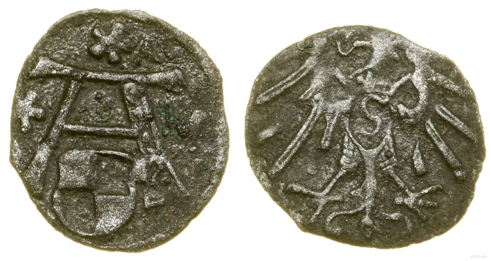 Prusy Książęce (1525–1657), denar, bez daty